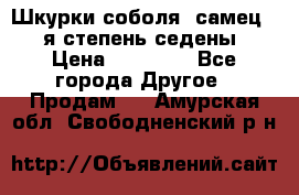 Шкурки соболя (самец) 1-я степень седены › Цена ­ 12 000 - Все города Другое » Продам   . Амурская обл.,Свободненский р-н